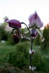 Paphiopedilum Magi Flame  Red Horiizna Daya paph. PulsarGrande (In-Charm) 